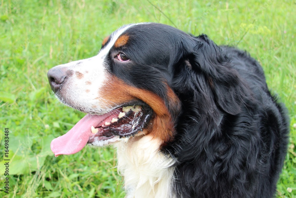 Great dog - Bernese mountain Dog! 