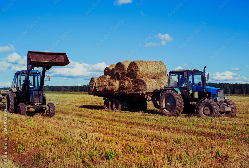 Harvested  wheat field