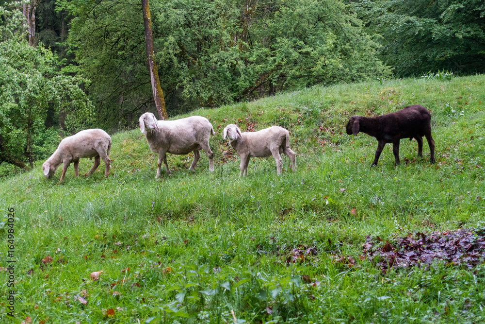 Sheep Grazing In German Country Side Sheep Grazing In German Country Side