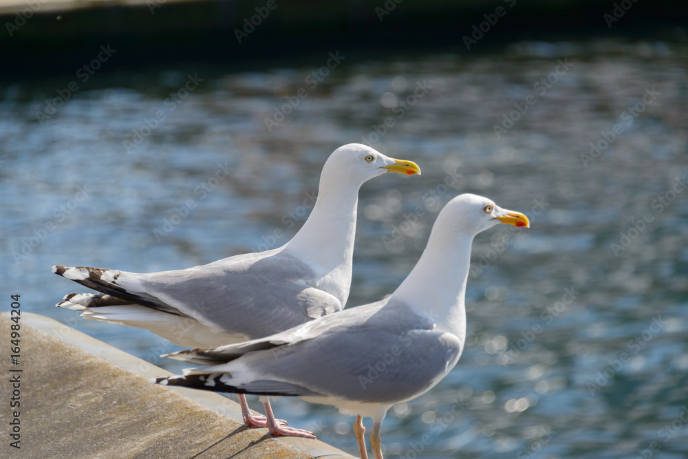 Fototapeta premium Mövepaar wartet auf Futter