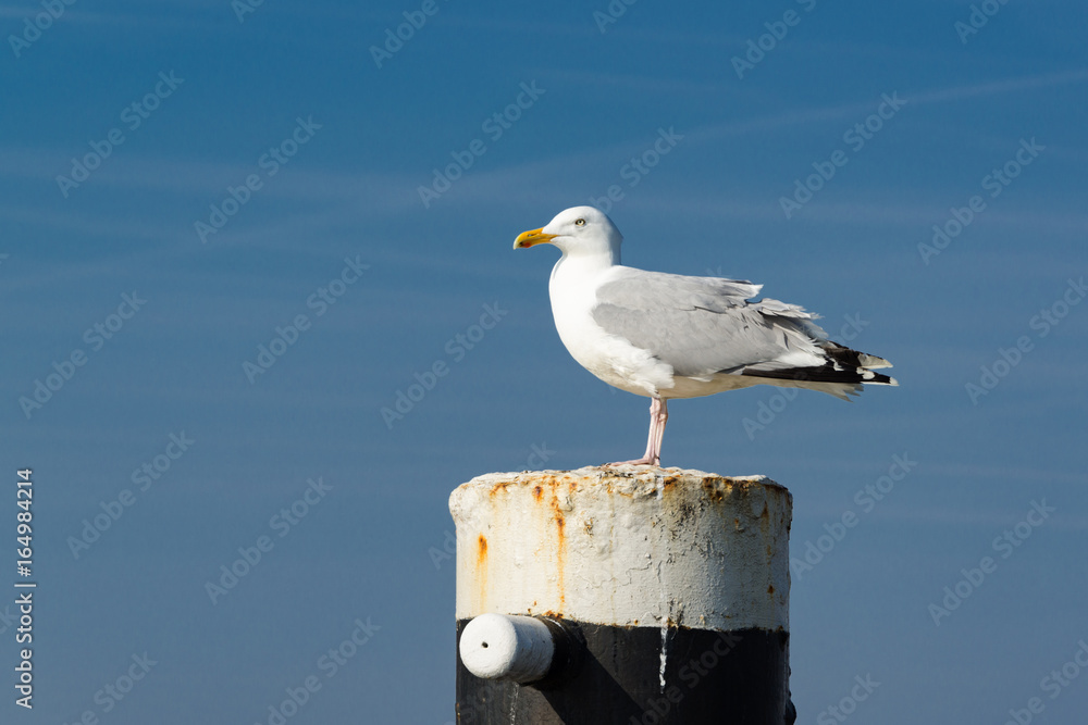 Obraz premium Möwe auf Poller wartet auf Futter