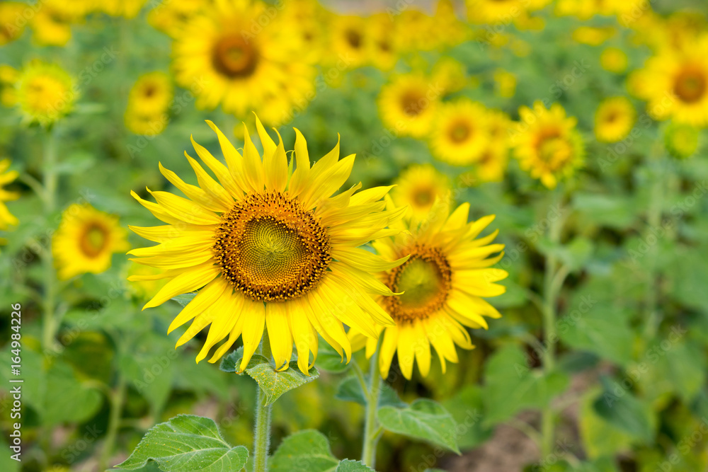 Beautiful landscape with sunflower field