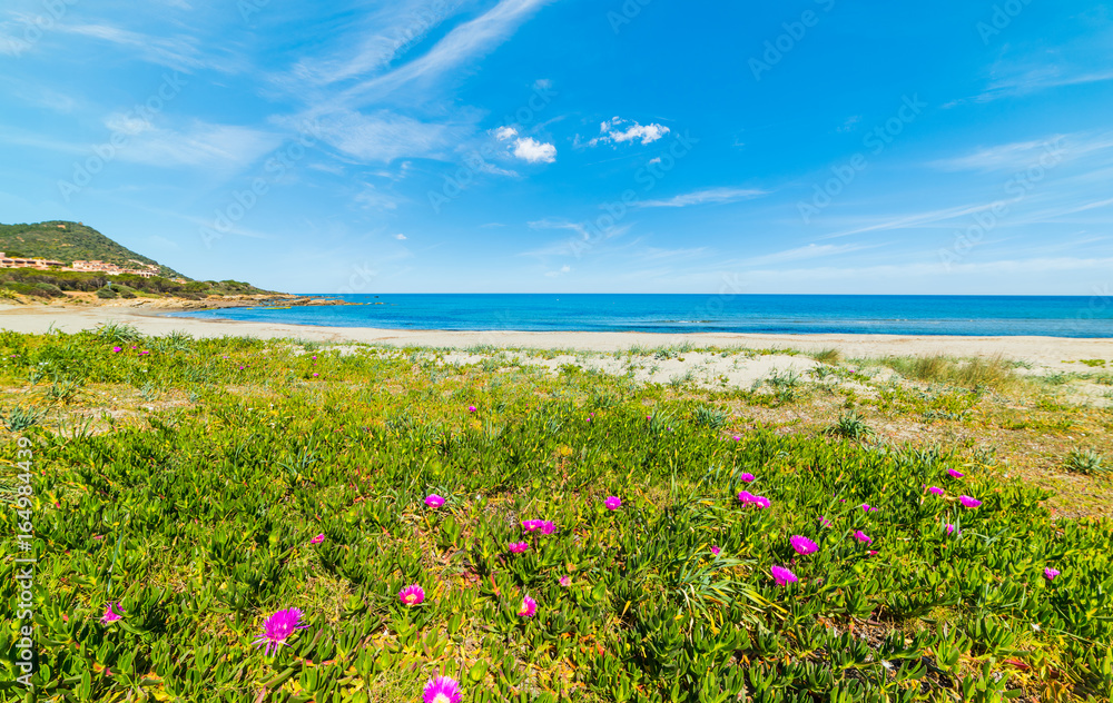 Obraz premium Flowers and plants by the sea in Porto Tramatzu