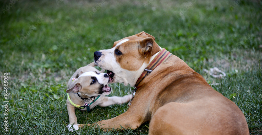 american staffordshire terrier, bitch and puppy playing american staffordshire terrier, bitch and puppy playing