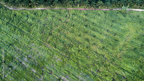 Canvas Print Damage from wild elephants invaded by garden plants.