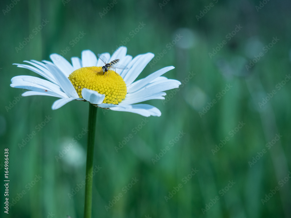 Obraz premium Daisy Fly