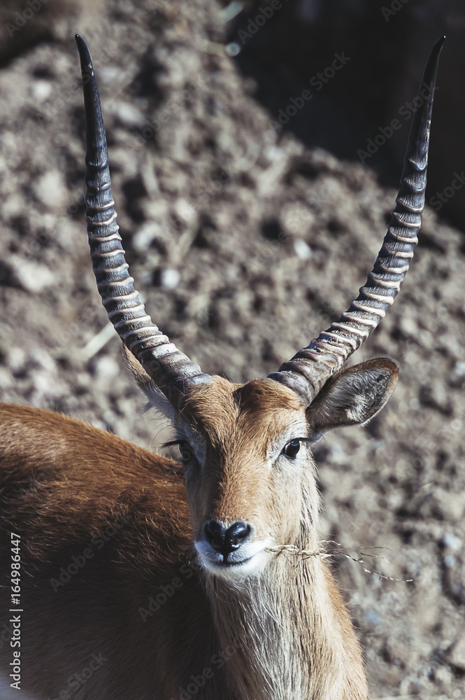 Portrait Antilope cobe lechwe Portrait Antilope cobe lechwe