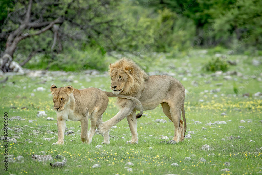 Naklejka premium Mating couple of Lions in the grass.