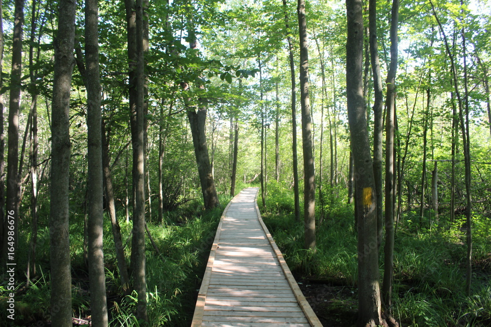 Fototapeta premium Man made path through a bog ecosystem