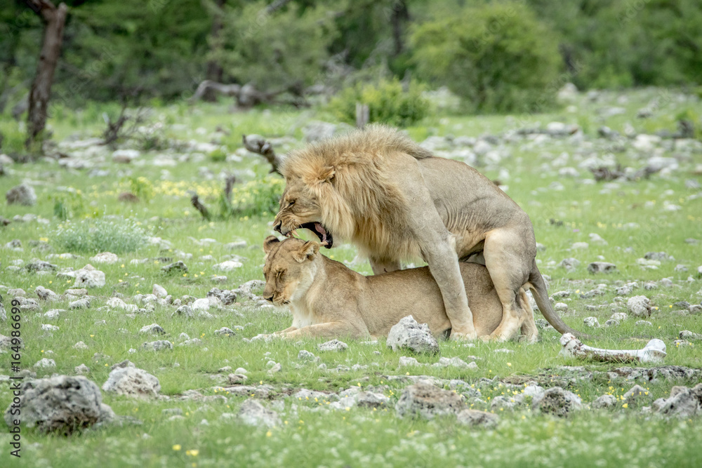 Naklejka premium Lion couple mating in the grass.