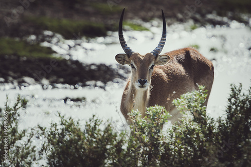 Antilope cobe lechwe photo
