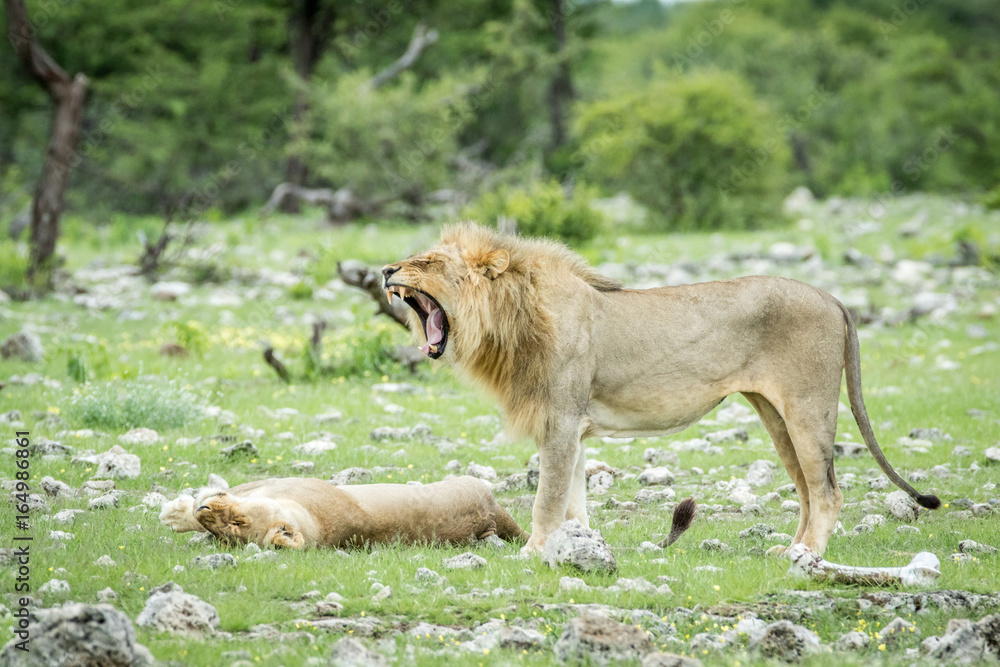 Naklejka premium Mating couple of Lions in the grass.