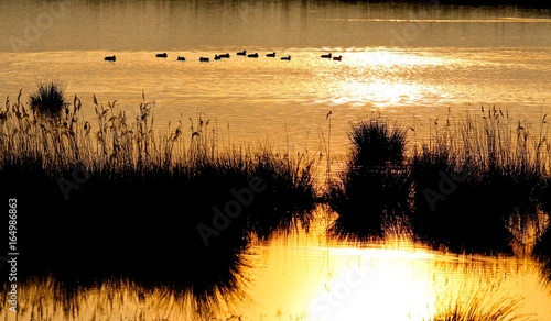 Принти на полотні sunset on lunt meadow marshes