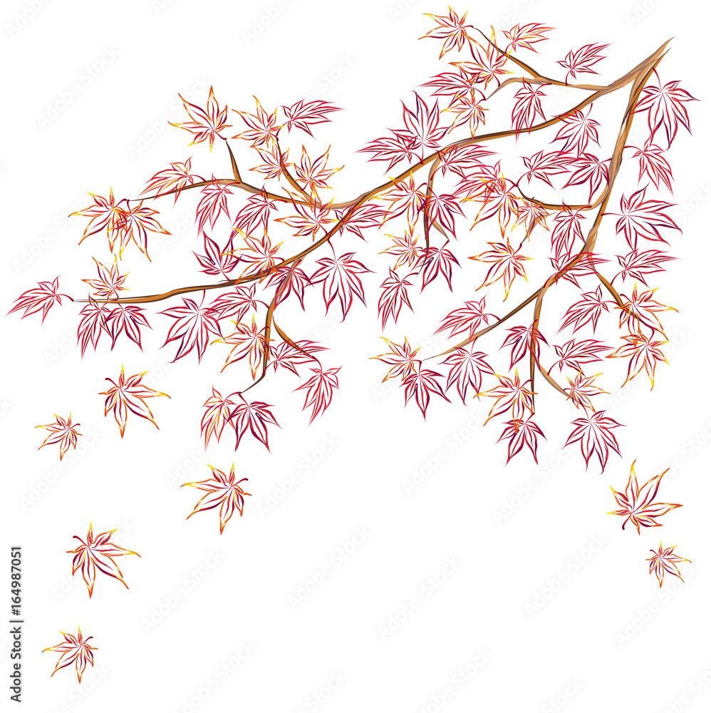 Japanese maple (Acer palmatum, fullmoon maple) branch with red leaves. Hand drawn vector sketch for greeting cards. Japanese maple (Acer palmatum, fullmoon maple) branch with red leaves. Hand drawn vector sketch for greeting cards.