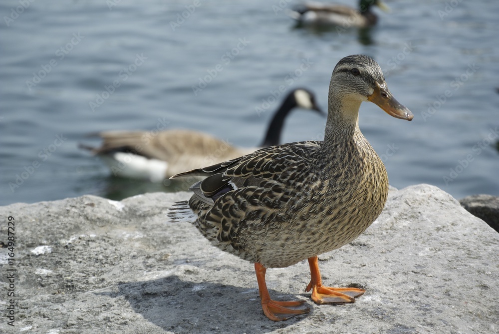 Female Mallard Duck on a Rock Beside the Lake Female Mallard Duck on a Rock Beside the Lake