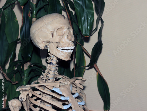 Искусственный скелет человека, наглядное пособие по биологии, медицине