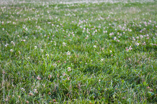 A meadow full of grass
