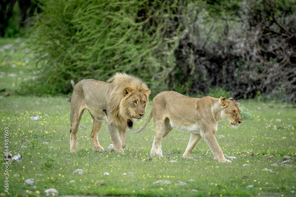 Fototapeta premium Mating couple of Lions in the grass.