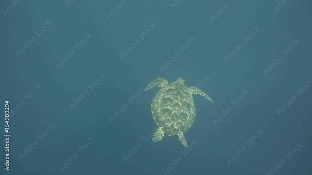 Sea turtle swimming underwater in the sea. Turtle moves its flippers in the ocean under water in the rays of the sun. Wonderful and beautiful underwater world. Diving and snorkeling the tropical sea Sea turtle swimming underwater in the sea. Turtle moves its flippers in the ocean under water in the rays of the sun. Wonderful and beautiful underwater world. Diving and snorkeling the tropical sea