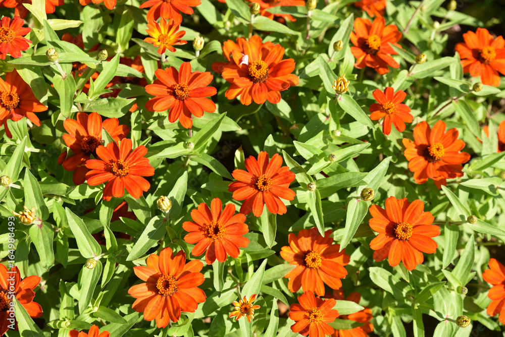 Zinia orange au jardin en été
