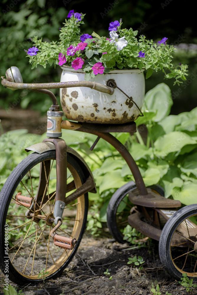 Charming vertical photo of antique vintage child's trike with rusty enamelware kettle of blooming flowers including pink, purple and white petunias and impatiens. 