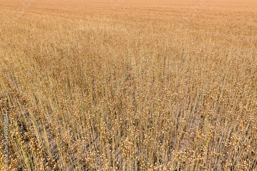 The ripening flax field.