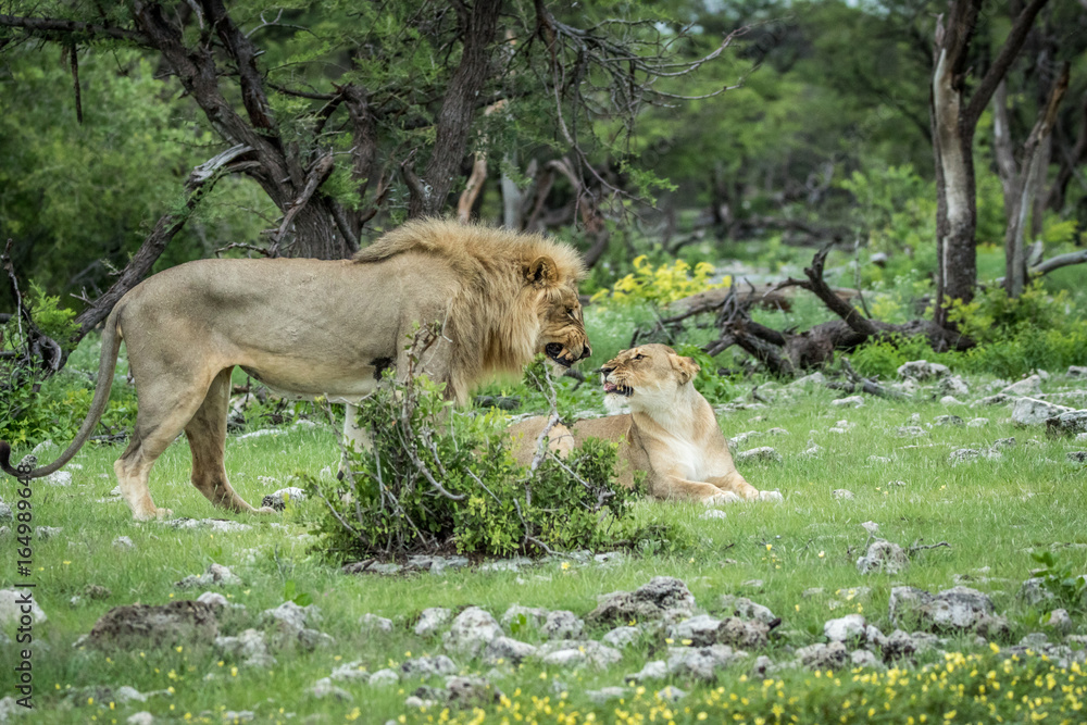 Naklejka premium Mating couple of Lions in the grass.