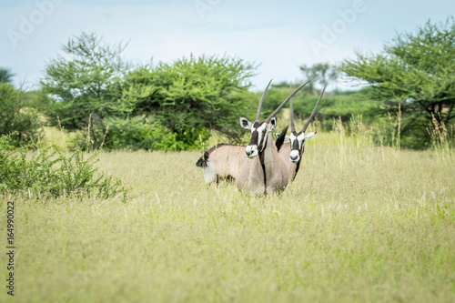 Two Gemsbok standing in the grass.