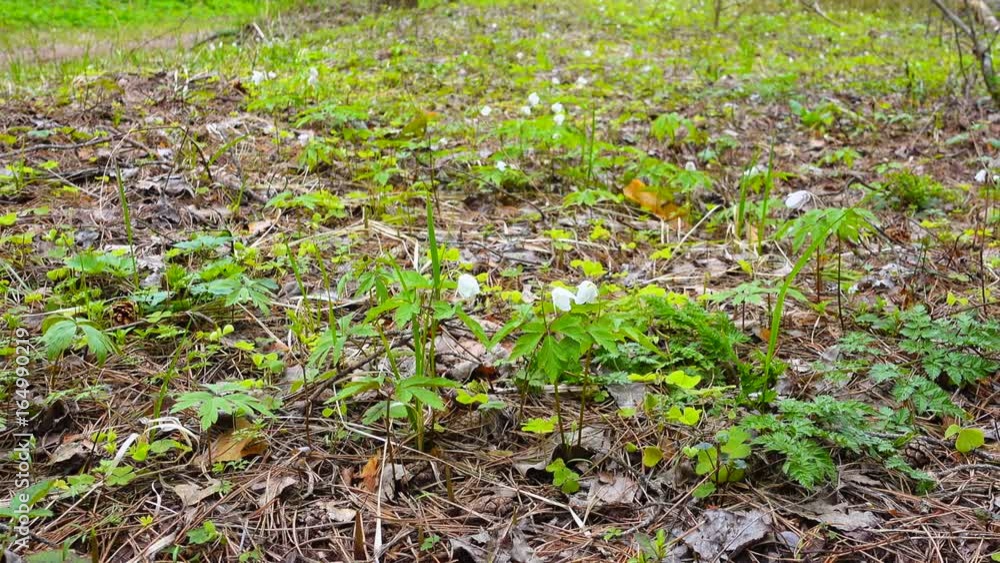 Beautiful first flowers and grass. Snowdrops growing on a forest. Beautiful first flowers and grass. Snowdrops growing on a forest.