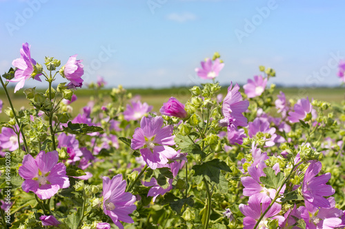 Blooming wild rose on a green field. Medicinal marsh mallow