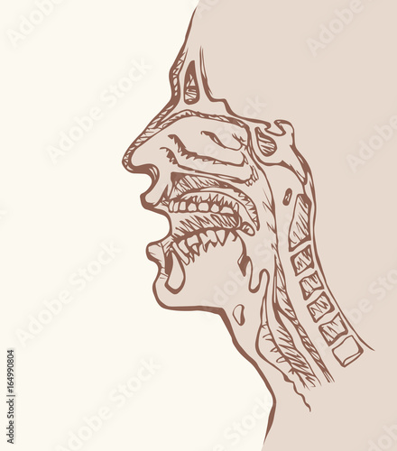 Nasopharyngeal section. Vector drawing