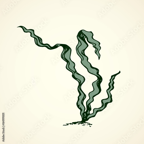 Seaweed. Vector drawing