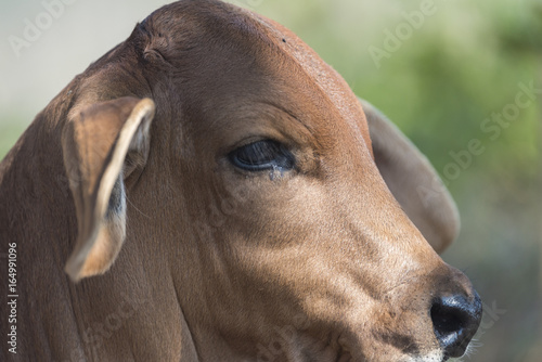 cattle in farm field, Thailand