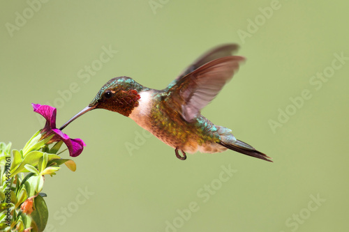 Ruby-throated Hummingbird In Flight