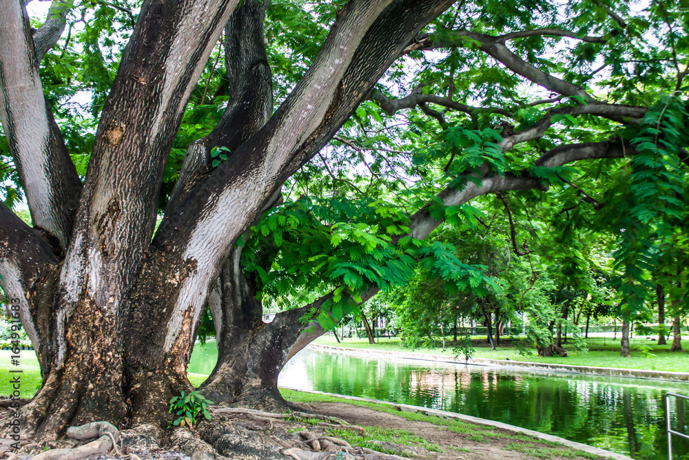 The big tree on the water in the garden is a natural ecosystem. The big tree on the water in the garden is a natural ecosystem.