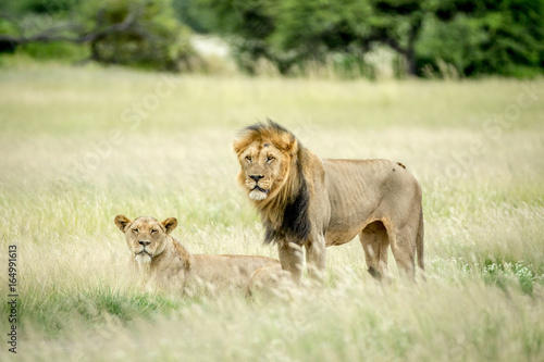 Wallpaper Mural Lion mating couple in the grass. Torontodigital.ca