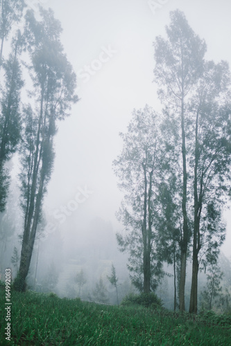 Foggy forest. Tall trees are blur within the mist. Mysterious misty forest. 