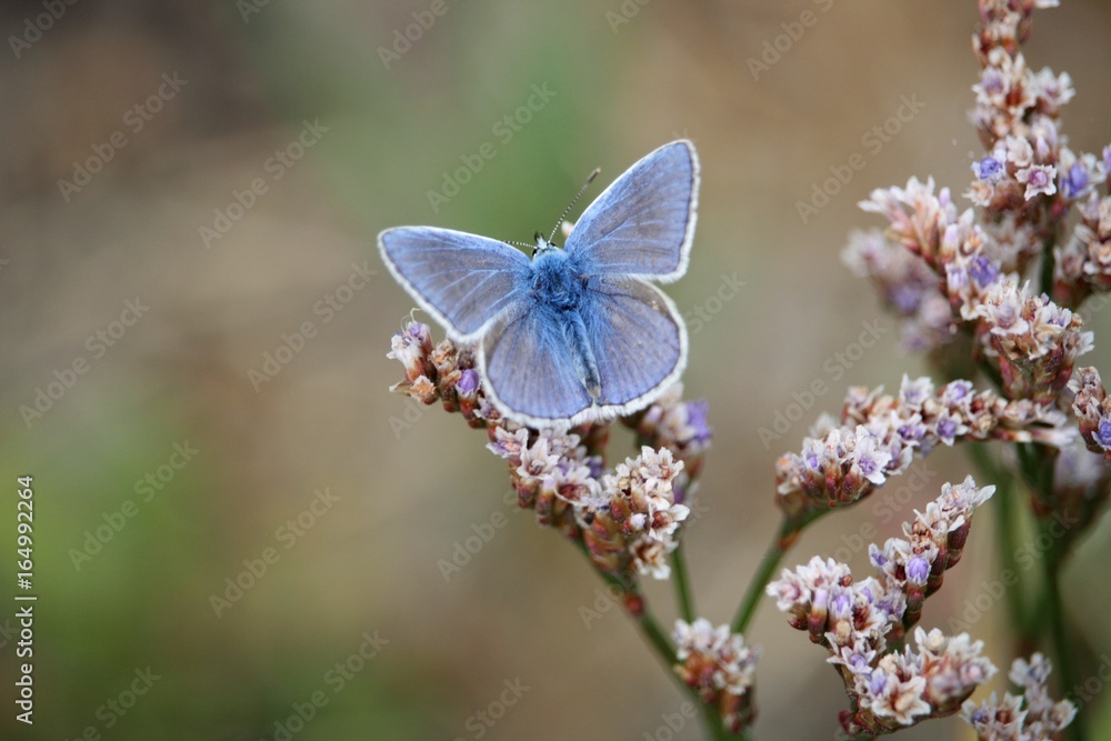 Fototapeta premium Polyommatus icarus