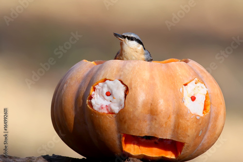 European Nuthatch on Halloween Pumpkin close-up. photo