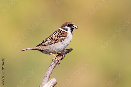 Mountain sparrow with prey for chicks