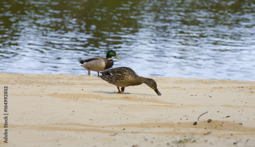 Fototapeta premium Wild ducks walking on the beach