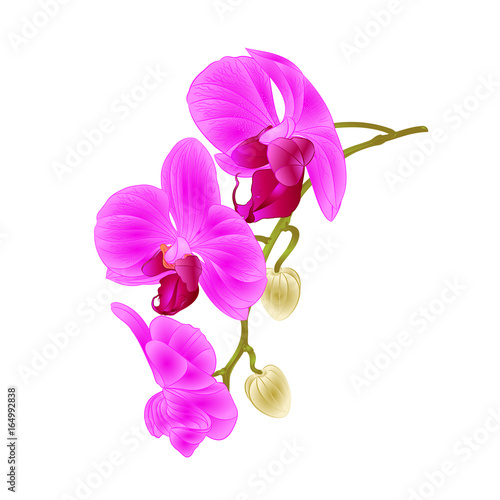 Beautiful  Orchid purple Phalaenopsis stem with flowers and  buds closeup  vintage  vector editable illustration hand draw