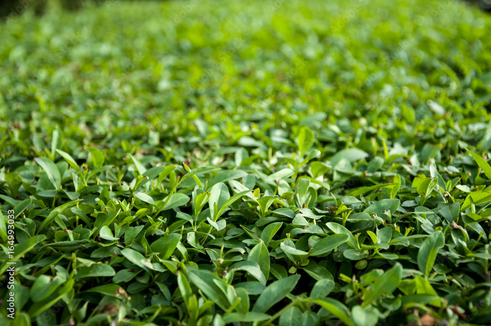green hedge or green bush isolated green hedge or green bush isolated