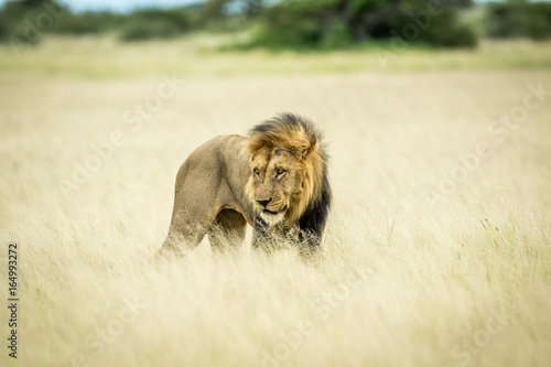 Big male Lion standing in the high grass.