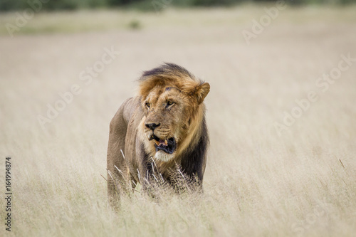 Fototapeta Naklejka Na Ścianę i Meble -  Big male Lion standing in the high grass.
