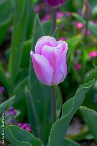Tulpe in pink