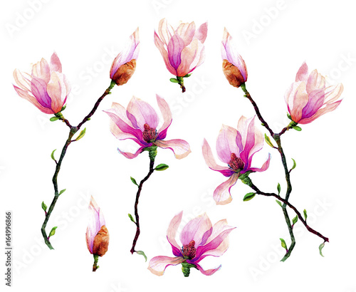 Branches of pink magnolia isolated on a white background. Invitation. Wedding card. Birthday card.
