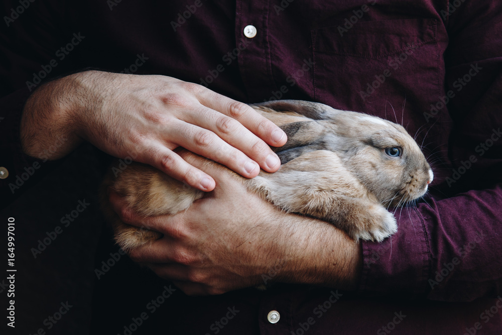 Naklejka premium adorable lopsided bunny in hands. cute pet rabbit being cuddled by his owner. concept for animal love. love your pet. don't buy animals, adopt them.