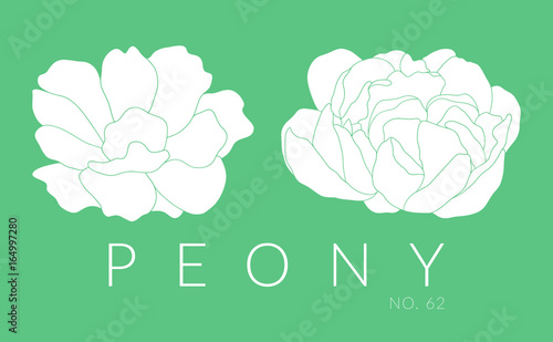 Hand drawn peony design. Vector flower line art 