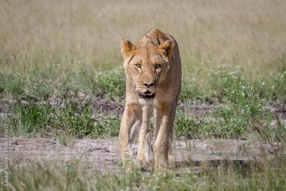 Naklejka premium Lion walking towards the camera.